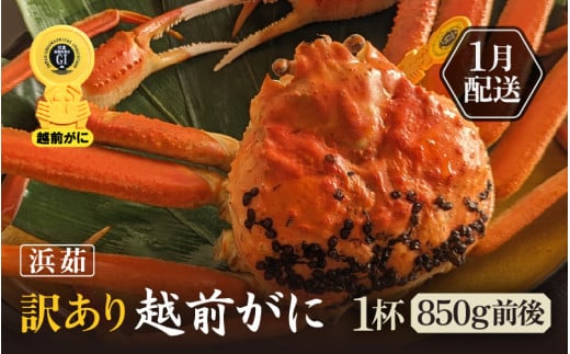 【訳あり】≪浜茹で≫越前がに 1杯（生で1杯850g前後）大人約2人前 食べ応え充分【規格外 雄 ズワイガニ かに カニ 蟹 越前ガニ 姿 ボイル 冷蔵 福井県】【1月発送分】希望日指定可 備考欄に希望日をご記入ください [e65-x002_01]