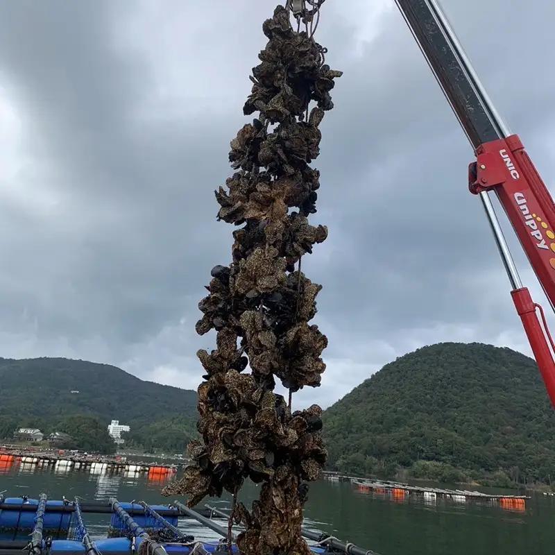【先行予約】京都・京丹後産　鮮度抜群！濃厚肉厚岩牡蠣（生食用）12個入り（個別包装・冷凍）