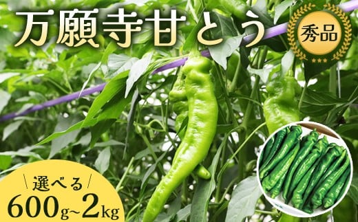 
            【夏発送】 選べる容量 万願寺甘とう （ 600g / 1kg / 1.2kg / 2kg ） 【 国産 旬 季節の野菜 詰め合わせ 京のブランド産品 京野菜 万願寺 まんがんじ 野菜 夏野菜 化粧箱 贈答 贈り物 ギフト 贈り物 お土産 手土産 JA 京都 綾部 】
          