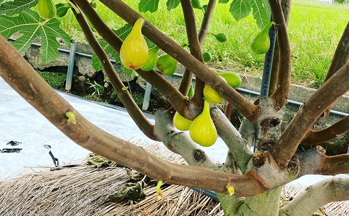 自家栽培いちじくのドライフルーツ～白いちじくバナーネ～