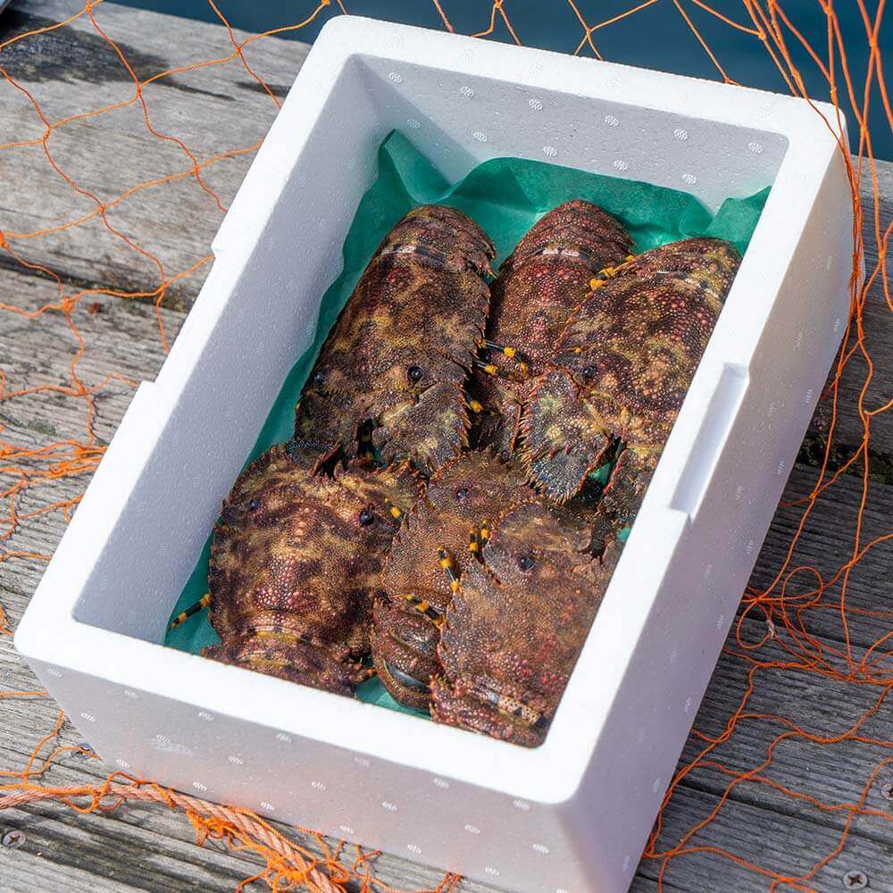 【先行受付10月下旬以降】幻の天然ゾウリエビ１kg（サイズおまかせ）※着日指定不可※タビエビ 甲殻類 海老 地元ですら流通しない希少セミエビ科 　高知県産 エビ ゾウリエビ 冷蔵 配送 賞味期限が短い