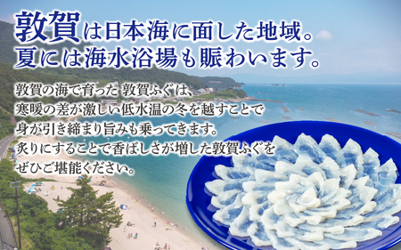  フグ 敦賀ふぐ鍋てっさ セット（2～3人前）【冷凍 海鮮 てっちり てっさ 刺身 トラフグ ふぐ 河豚 鍋 なべ】