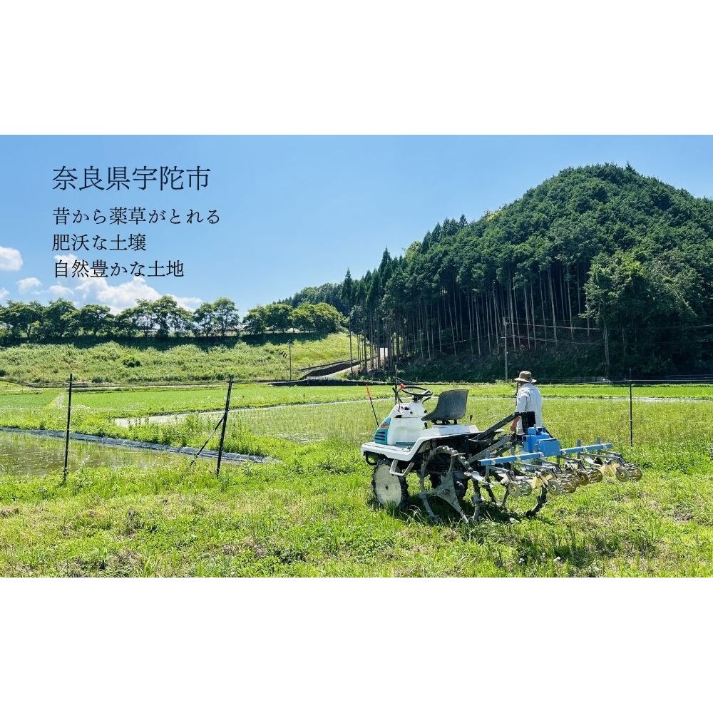 【定期便6回】【令和8年産】自然栽培米 5kg｜選べる 玄米・分づき・白米／ 無農薬 米 お米 一等米 こめ コメ 国産 新米 玄米 農家やまおか 除草剤 肥料不使用 奈良県 宇陀市 ふるさと納税 
