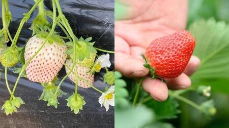 紅白 食べ比べセット いちご（ 2パック × 1箱 ) 【2024年1月上旬から発送開始】 （茨城県共通返礼品／常陸太田市） フルーツ 苺 イチゴ いちご 新鮮 朝採れ 茨城県 桧山FRUITFARM