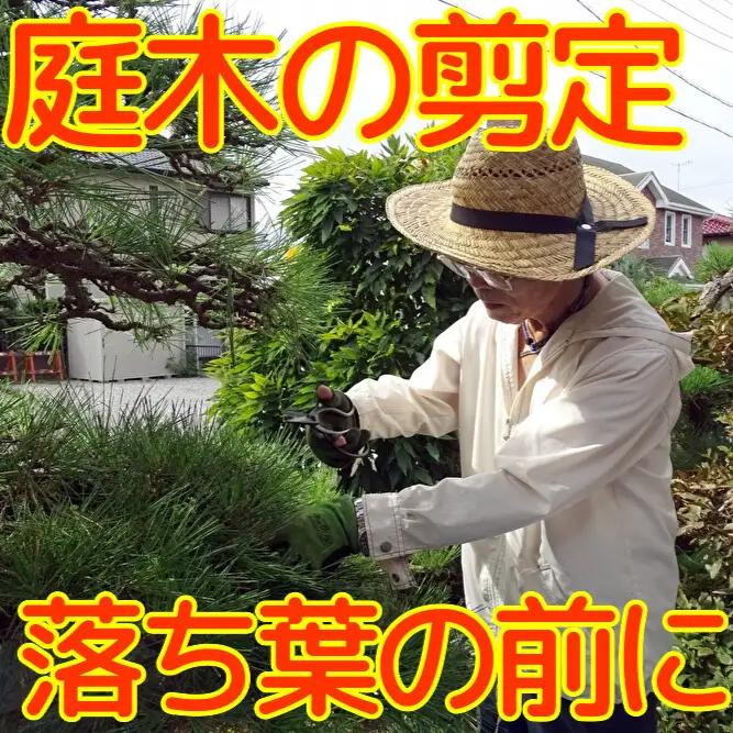 空き家管理 庭木剪定 代行 能代市 空き家管理