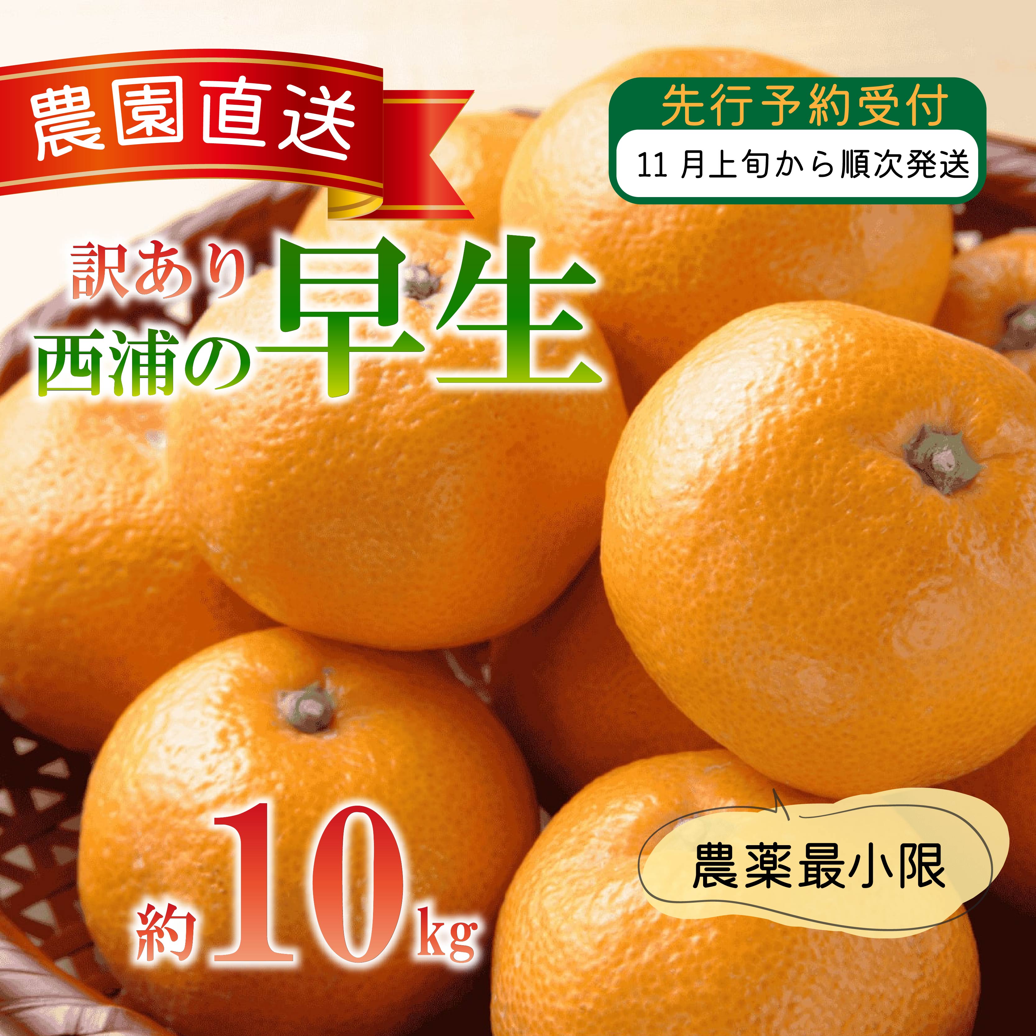 【ふるさと納税】 訳あり みかん 早生 10kg 西浦 蜜柑 柑橘 オレンジ 木負観光みかん園 ( 数量限定 みかん 果物 みかん フルーツ みかん 柑橘 みかん 国産 )