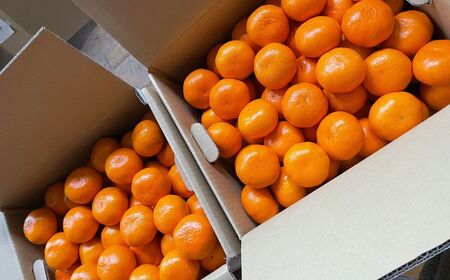 【期間限定】崎地区の崎みかん Mサイズ 5kg 約50個 期間限定 11月下旬より発送開始