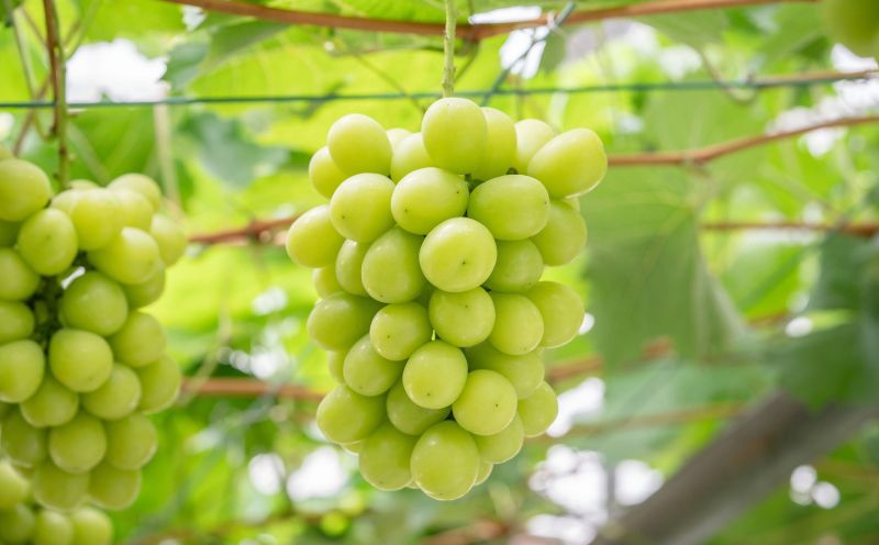 岡山県産 ご家庭用 シャインマスカット晴王 400g×1房 | フルーツ 果物 くだもの ぶどう ブドウ シャインマスカット 晴王 国産 岡山県産 食品 人気 おすすめ ご家庭用 自宅用 果物 くだも