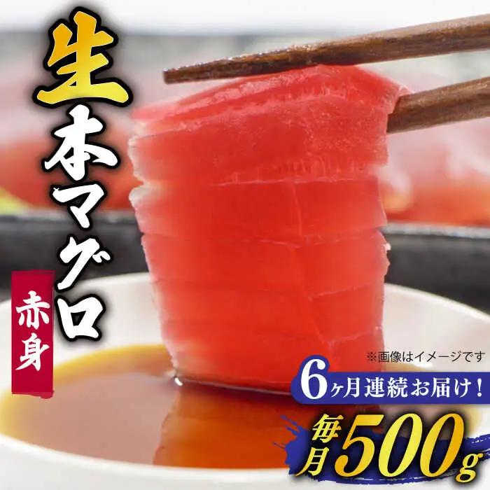 【全6回定期便】五島列島産養殖生本かみまぐろ 赤身 500g[RBP062] 本マグロ 本まぐろ 定期便 本マグロ 本まぐろ 定期便 本マグロ 本まぐろ 定期便九州 長崎
