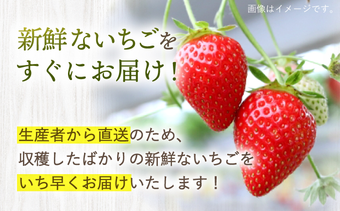 【先行予約】 ゆめのか いちご 計1kg（250g×4パック）＜川原農園＞ [CDR009]  長崎 西海 いちご 苺 イチゴ 贈答 ギフト