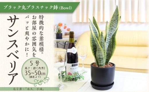 
            《先行予約》【観葉植物】サンスベリア 5号 ブラック丸プラスチック鉢（Bowl）土の表面:ウッドチップ｜観葉植物 インテリア 部屋 おしゃれ 福岡県筑前町 送料無料
          