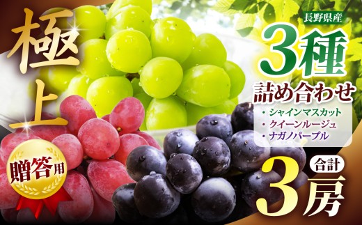 【先行受付】 贈答用 信州産 葡萄【詰み合わせ】３房【シャインマスカット、ナガノパープル、クイーンルージュⓇ 】｜ フルーツ ふるーつ 果物 甘い シャインマスカット 葡萄 ぶどう ナガノパープル クイーンルージュ ふるさと納税 長野県 松本市