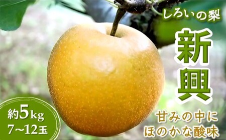 【予約受付】新興 5kg 7～12玉 しろいの梨 日持ちする梨 おすすめ 美味しい シャキシャキ食感