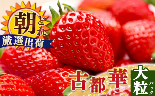 ジューシー  平群 の 古都華 いちご 4L or 5L サイズ（1種×2パック）苺屋小東 | 先行予約 フルーツ 果物 くだもの ブランド いちご 苺 古都華 ことか 大粒 甘い 大人気 満足 希少 希少品種 ストロベリー 美味しい 品種 特徴 糖度 1月 2月 発送 旬 送料無料 濃厚 香り 果汁 味わい深い お取り寄せ 産地直送 名産地 奈良県 平群 町