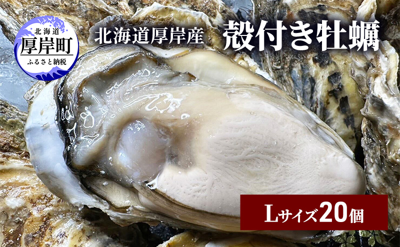 北海道 厚岸産 ブランド牡蠣 マルえもん 殻付き 牡蠣 Lサイズ 20個 【光輝】 [ 魚貝類 生牡蠣 海鮮 海の幸 生食用牡蠣 生食用 生食用殻付き牡蠣 濃厚 甘み  オイスター ]  