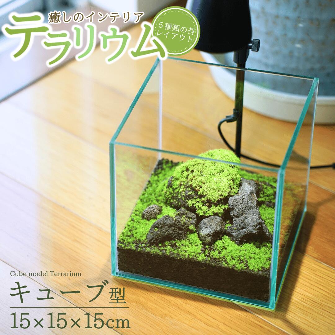 【ふるさと納税】苔テラリウム キット 15cm キューブ 苔リウム 苔テラリウム インテリアグリーン 観葉植物 雑貨 新潟県加茂市 テラリウム専門ショップ -Terraria-