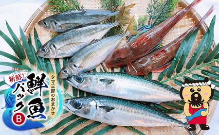 新鮮！ タマ三郎のおまかせ鮮魚パックB 朝獲れ 新鮮 湘南