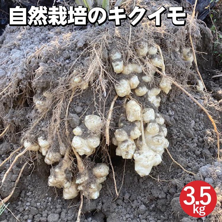 【期間限定】自然栽培のキクイモ 3.5kg 京都 亀岡産 かたもとオーガニックファームよりお届け《菊芋 野菜 産地直送 国産 健康 食品 ダイエット 芋》 ※離島への配送不可