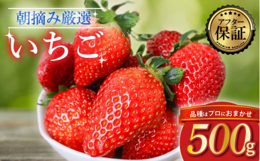 【2026年2月より発送】 【先行受付】品種おまかせいちご 500g 0.5kg  新鮮 産地直送 朝摘み 厳選 アフター 保証 付き 2026 2月 3月 発送 いちご 苺 フルーツ 果物 くだもの 品種おまかせ おまかせ とちおとめ やよいひめ おいCベリー かおり野  スターナイト  デザート スイーツ 8,000 円 千葉県 旭市 滑川いちご園 nmi001