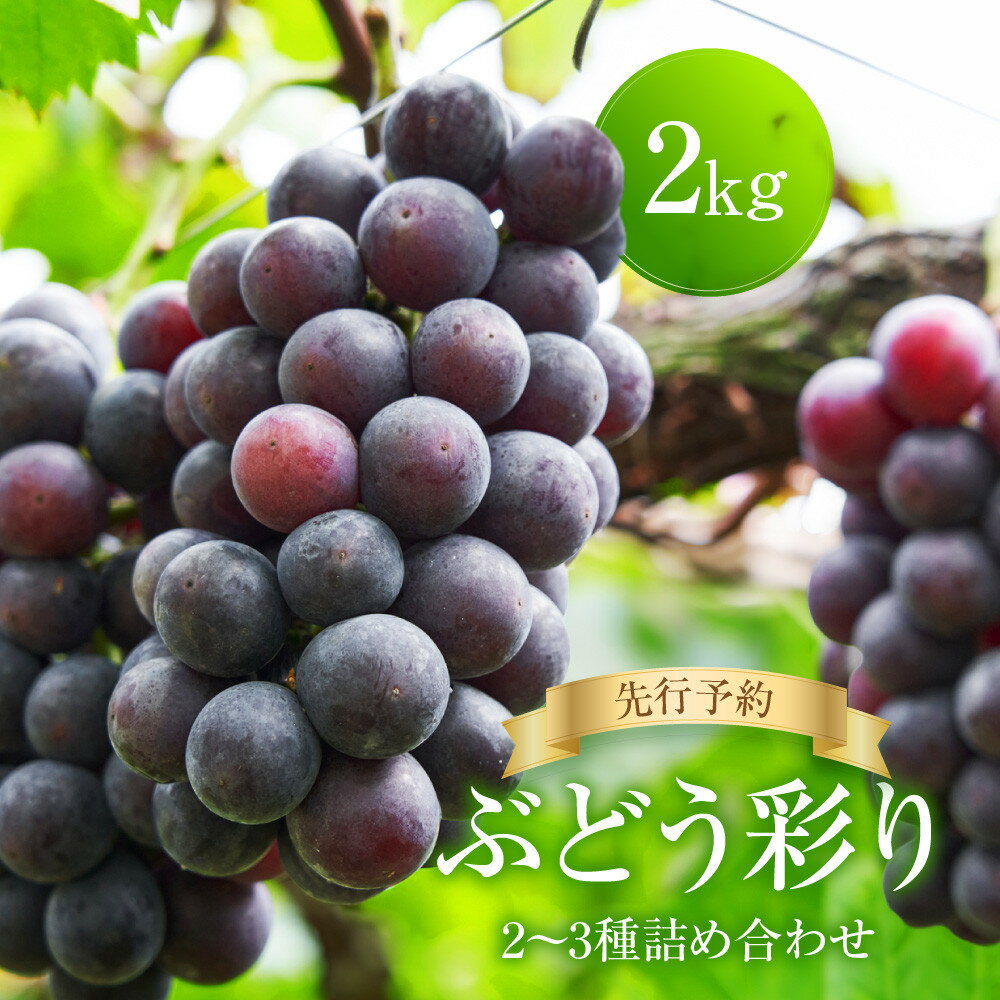 【ふるさと納税】＜先行予約＞ ぶどう彩り2～3種詰め合わせ 2kg | 品種おまかせ 朝採れ フルーツ 果物 食品 おいしい 人気 シャインマスカット マスカット 飛騨高山 ぶどうマルシェTSUZUKU SK002