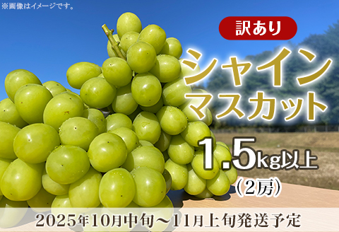 【訳あり】シャインマスカット 2房（1.5kg以上）【2026年10月中旬～11月上旬発送予定】（星のさと・ぶどう工房）