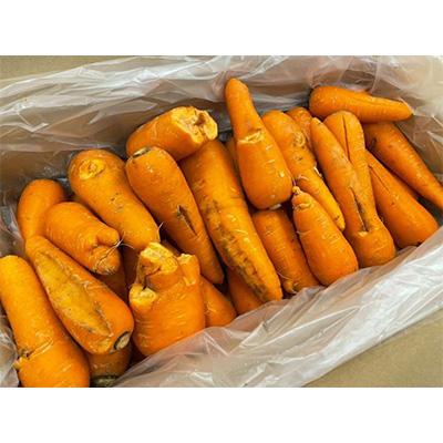 ふるさと納税 美幌町 訳あり有機にんじんジュース用(割れ/折れ等)　10kg