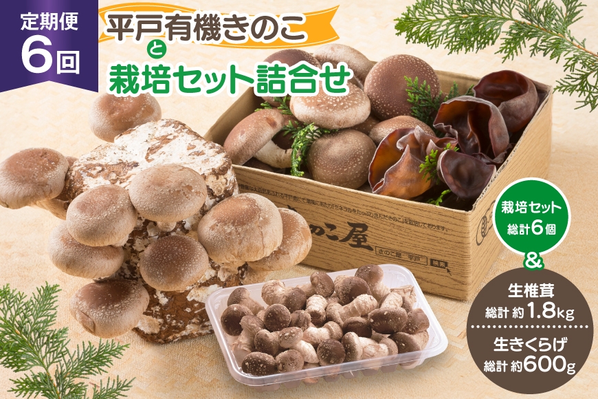 
                  きのこ しいたけ きくらげ 椎茸菌床 生椎茸 生きくらげ セット 6回 定期便 [きのこ屋 長崎県 平戸市 hr42bgy410155] 有機 有機JAS 有機栽培 有機きのこ 有機しいたけ 栽培キット 栽培セット ギフト セット
                