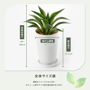 2025年3月中旬～発送【観葉植物】アガベ ベネズエラ黄40cm～60cm(Green Farm M/016-1357) 観葉植物 植物 鉢付 インテリア 室内 オフィス おしゃれ プレゼント ギフト