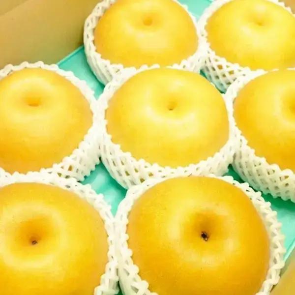 先行予約 和梨 新高 自家用 約5kg 令和8年度 新潟県産