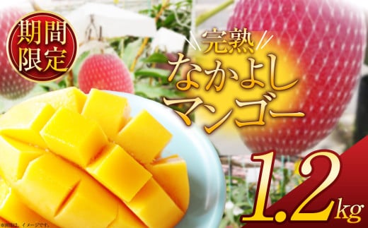 【先着順】【2025年夏先行予約受付】【期間限定】完売必須！完熟なかよしマンゴー 約1.2kg | 完熟 先行予約 先着順 期間限定 マンゴー トロピカル 太陽 甘さ 贈答用 ギフト 大粒 新鮮 甘い 美味しい 果物 ご褒美 フルーツ 豪華 贅沢 数量限定 フルーツ デザート 栃木県 那珂川町 送料無料 