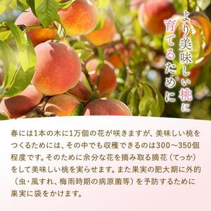 和歌山県産 白鳳 桃 11～15玉入り秀品［2026年6月下旬以降発送］【桃 モモ 果物 フルーツ くだもの 人気 国産】