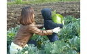 【ふるさと納税】新鮮 貴重 野菜 無農薬農家の農業体験 ランチ付き