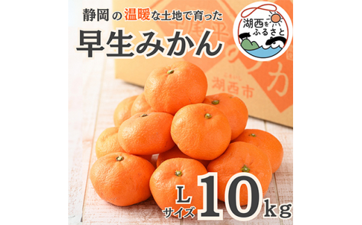 ＜先行受付＞＜11月上旬より順次出荷予定＞早生みかん約10kg Lサイズ〔鈴木農園〕【1510108】