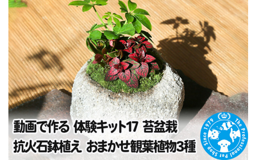 動画で作る 体験キット17 苔盆栽 抗火石鉢植え おまかせ観葉植物3種 [株式会社チャーム charm ワークショップ 体験 キット インテリア 苔 こけ 観葉植物 苔盆栽 抗火石鉢植え]