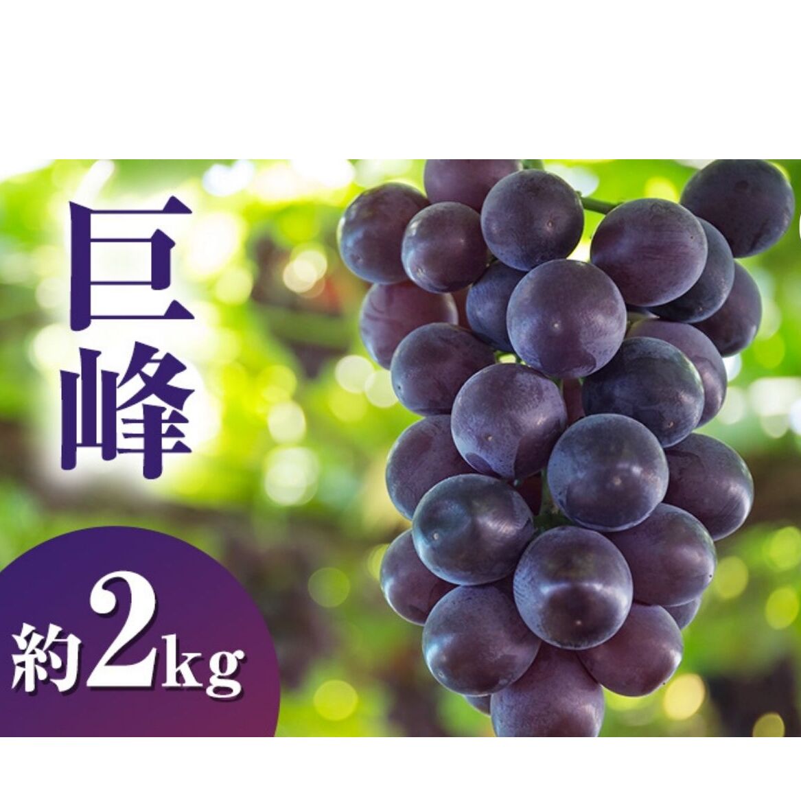 【2026年9月発送】巨峰約2kg ぶどう 長野県産