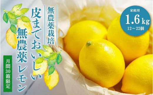 【30箱限定】皮まで美味しい無農薬レモン　家庭用1.6kg