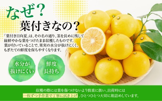 【先行受付】初春の旬「日向夏」種なし（オール葉付き）2.5kg 果物 フルーツ くだもの 柑橘 フルーツサンド おやつ スイーツ デザート ジャム おすすめ ギフト 贈り物 贈答 プレゼント おすそ分