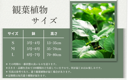 渥美半島のおまかせ観葉植物 Sサイズ 観葉植物 植物 グリーン インテリア インテリアグリーン 緑 おまかせ