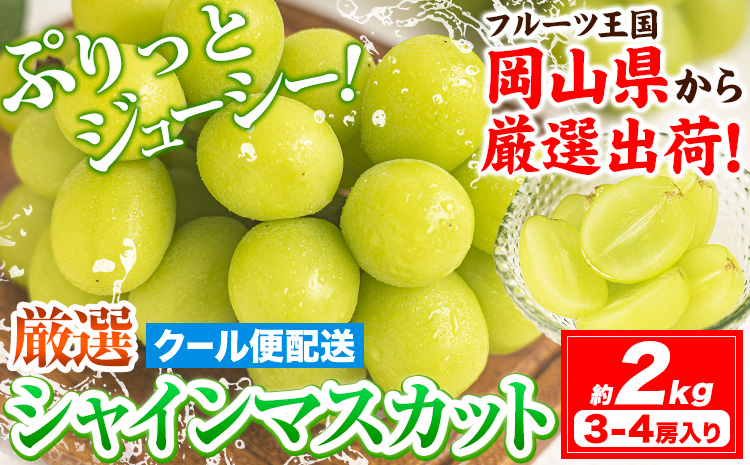 シャインマスカット 約2kg (3-4房入) 《2026年9月上旬-11月中旬頃出荷》ぶどう ブドウ 葡萄 マスカット 果物 フルーツ ギフト 岡山県 笠岡市 フルーツ マスカット---kasaoka