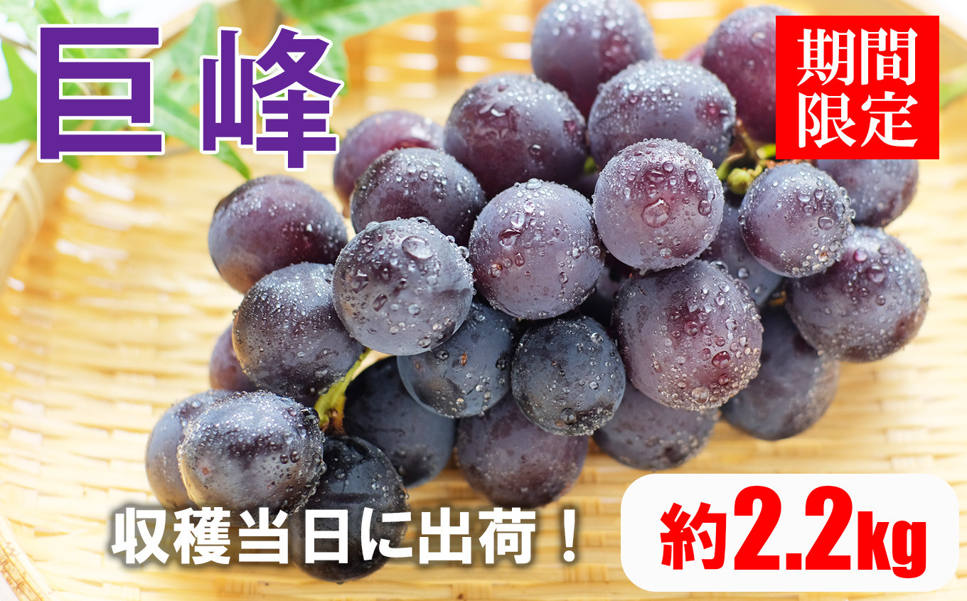 
            【 先行予約 】 巨峰 ぶどう 2.2kg 熊本県産 | 熊本県 熊本 和水町 くまもと なごみまち なごみ ぶどう ブドウ 葡萄 巨峰 種あり 果物 季節限定 フルーツ 季節の果物
          