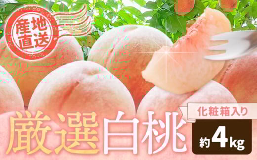 和歌山の厳選白桃【白鳳・清水白桃・川中島白桃 等】化粧箱入り 約4kg 池田鹿蔵農園《7月上旬-8月中旬頃出荷》和歌山県 日高町 厳選 白桃 和歌山県産 白鳳 清水白桃 川中島白桃 桃 もも 果物 フルーツ