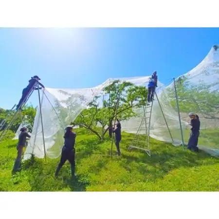 岡山県産 樹熟し白桃 5-8玉(約2kg)【配送不可地域：離島】【1740162】