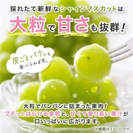 【2026年発送】シャインマスカット 約1kg (1～2房) 朝採り シャインマスカット【配送不可地域：離島・沖縄県】【1299620】