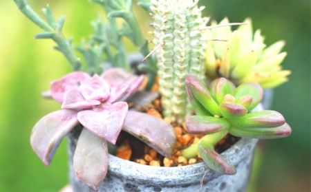 サボテン＆多肉植物の寄せ植え【ミニ黒ポット】 ／ インテリア 植物 ギフト おしゃれ 彩花園
