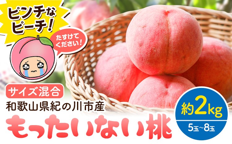 
                  桃 ピンチなピーチ! もったいない桃 約2kg(5玉 - 8玉) 訳あり《2026年6月中旬-8月上旬頃出荷》 サイズ混合 和歌山県 紀の川市 もも モモ 果物 青果物 くだもの フルーツ SDGs フードロス 白鳳 川中島白桃 わけあり 桃 先行予約【配送不可地域あり】
                