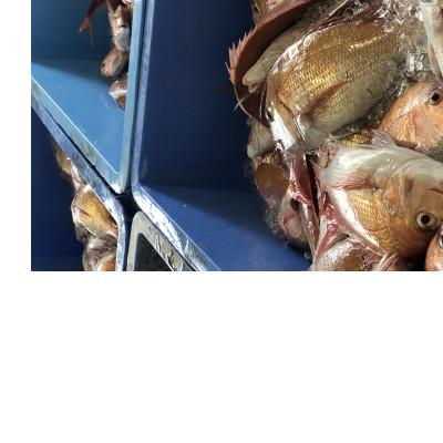 ふるさと納税 八幡浜市 八幡浜発!竹中水産の「活き〆カンパチorハマチorタイ」【H22-211】 |  | 03