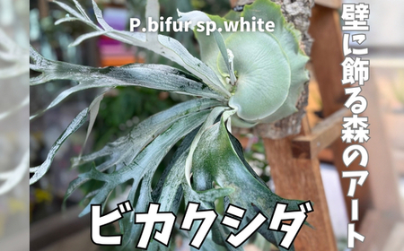 ビカクシダ(コウモリラン)ビフルspホワイトE-1  P. bifur sp.white OC