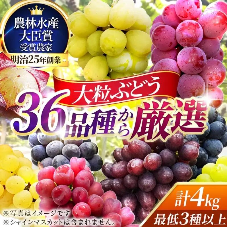 36品種からプロが厳選した「旬の宝石箱」大粒ぶどう詰合せ（シャインマスカット含まず）約4kg（2026年先行予約 8月上旬～8月中旬発送分）