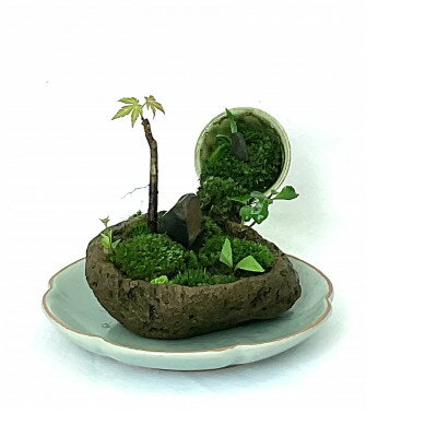 【ふるさと納税】豊川市の自然を手のひらに　自社栽培の植物山野草と苔のミニ庭園【1641837】