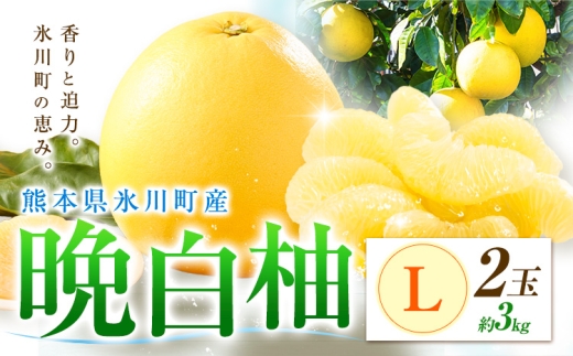 柑橘 晩白柚 L 2玉 3kg 日本フルーツ株式会社《12月上旬-2月末頃出荷》熊本県 氷川町 ばんぺいゆ 果物 フルーツ 大玉 爽やか 甘み 酸味 香り 常温保存 柑橘類 冬 果肉 プリッ 食べ応え
